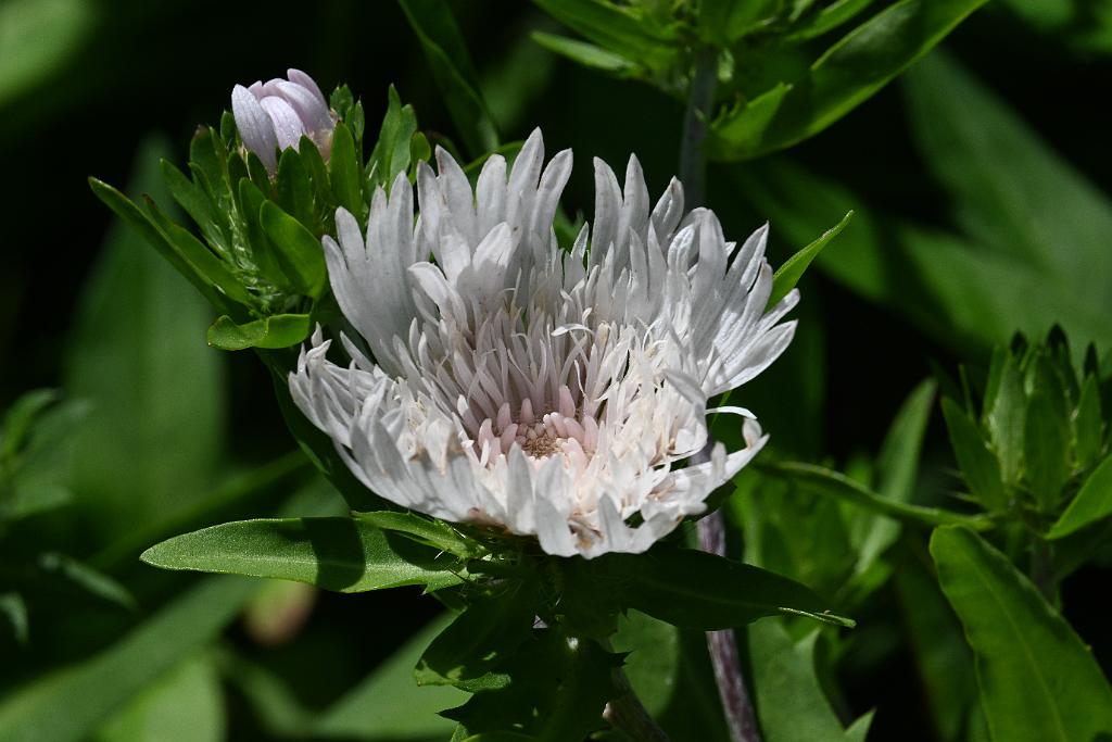 2025-07049352 Acton Arboretum, MA.JPG - Stokes' Aster (Stokesia laevis). Acton Arboretum, MA, 7-4-2025